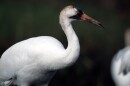 A whooping crane