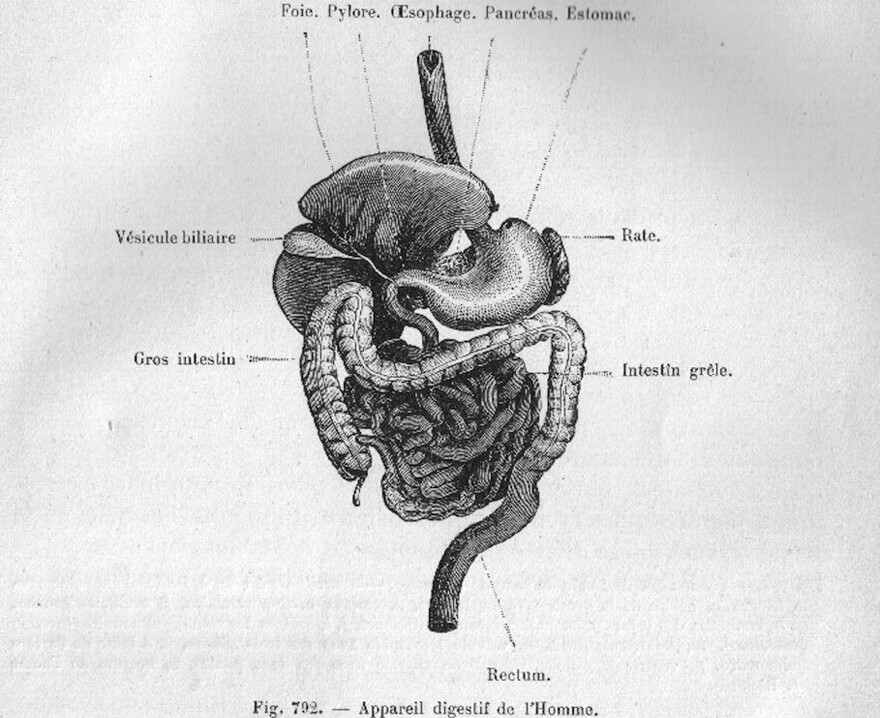  The human digestive tract