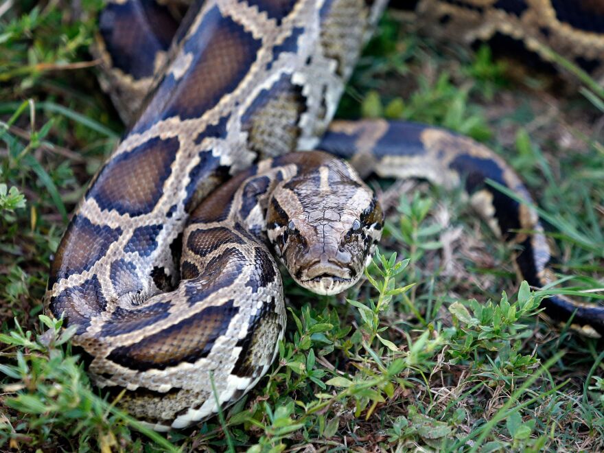 A python invasion has exploded out of the Everglades | WUSF