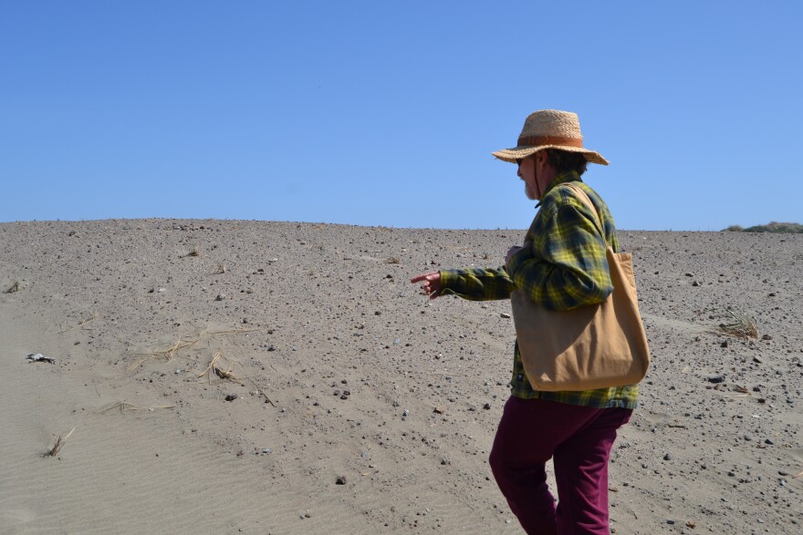 Peter Brastow points out tufts of American dune grass that are sprouting from the dune the city is trying to revegetate