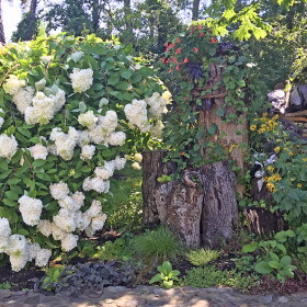A white paniculata tree