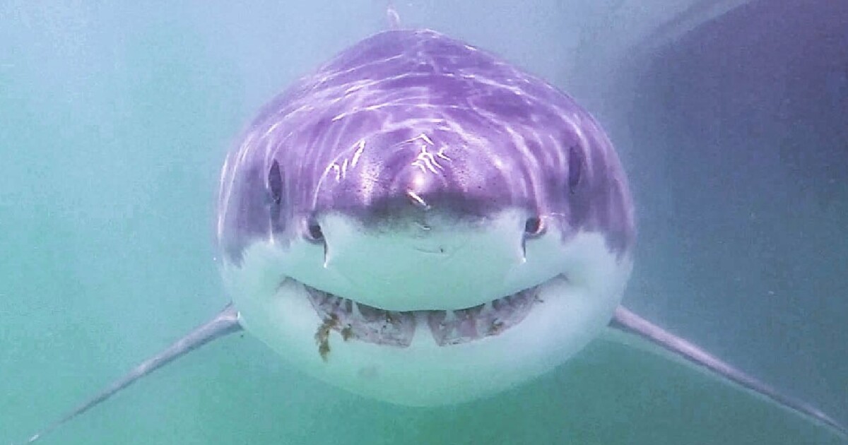 Real-time alerts will track tagged sharks off Cape Cod this summer | CAI