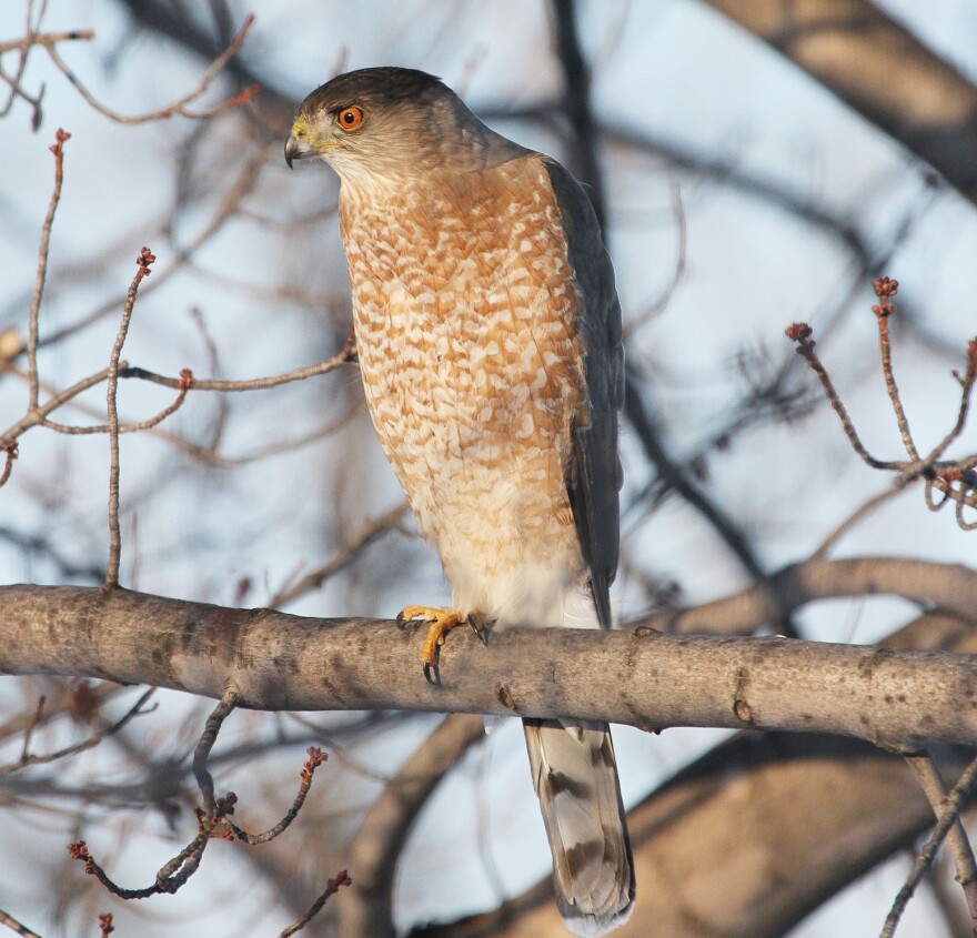 Cooper's Hawk perched on tree on Feb. 11, 2014, in Ottawa County, Ohio.