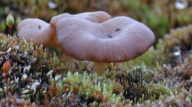 An example of an Arctic fungi, the Arctic basidiomycete.
