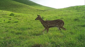 An axis deer photographed by a motion-triggered trail camera on Maui. (Sept. 2026)