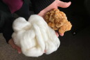 Corrinne Grover holds wild cotton fibers (right) next to domesticated upland cotton fibers (left). Grover, a research scientist and assistant adjunct professor at Iowa State University, led the genomics work for a recently published paper in the Proceedings of the National Academy of Sciences.