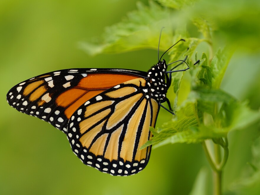 A monarch butterfly perches on a green plant.