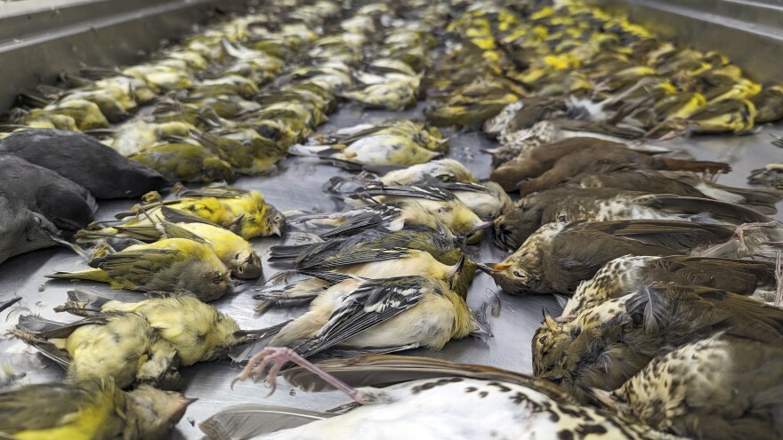 Douglas Stotz, a senior conservation ecologist at the Chicago Field Museum, said the hundreds of dead birds was "way beyond what I could have imagined."