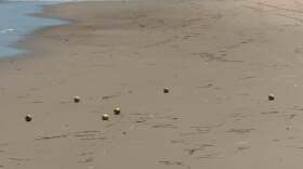 The Corolla Wild Horse Fund says apples can be deadly to the Outer Banks' famous wild horses, causing fatal choking and colic.