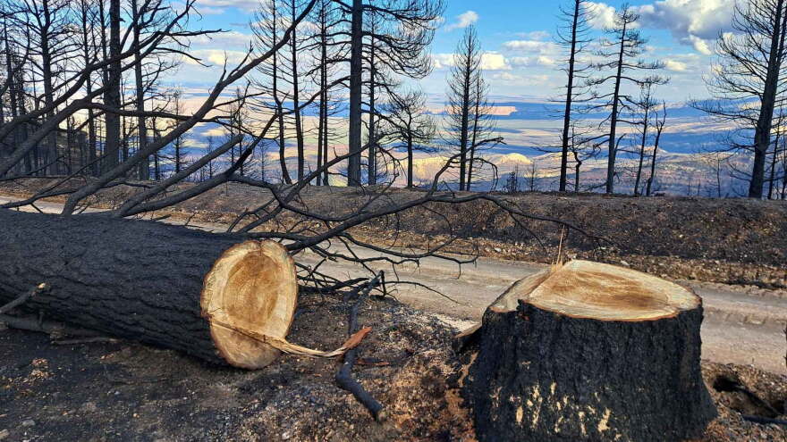 Dragon Bravo fire hazard tree stump inciweb