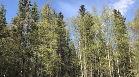 Birch trees with newly green leaves at Alaska Public Media on Wednesday, May 13, 2020. (Casey Grove/Alaska Public Media)