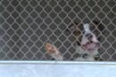 The Bloomington Animal Shelter has space both inside and outside to keep the dogs that come into the shelter.