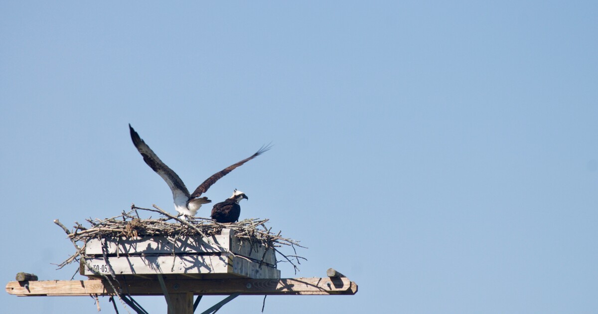 Osprey outlook