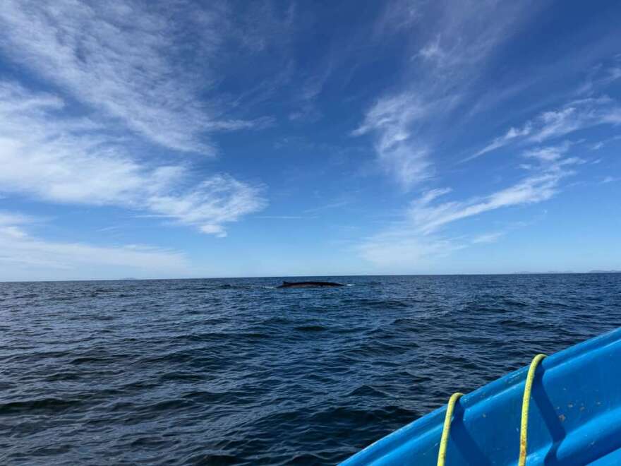 The back of a fin whale, the second largest animal on Earth and a resident of the Gulf of California.