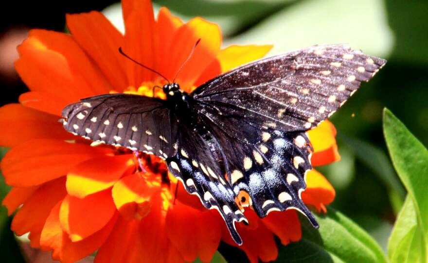 Norfolk Botanical Garden's Bristow Butterfly Garden sits among 2.5 acres of plants that support butterflies and moths. A USA Today readers' poll recently named the Norfolk site the top butterfly house in the country.