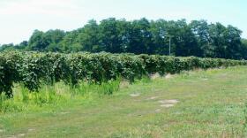 Credit WBFO file photo