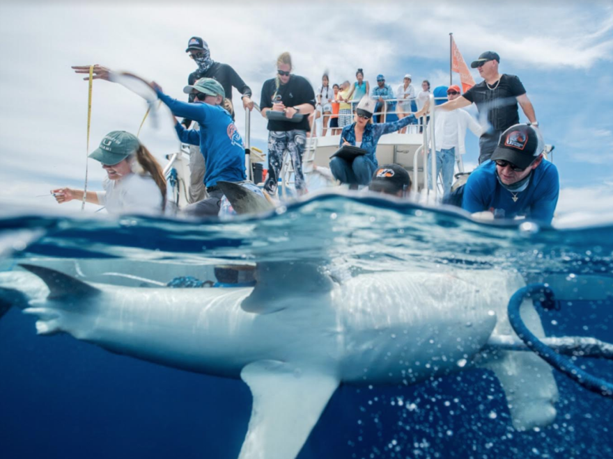 Researchers and students at the University of Miami Shark Research Lab are tagging sharks and tracking their migration patterns.