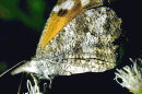The American Snout butterfly