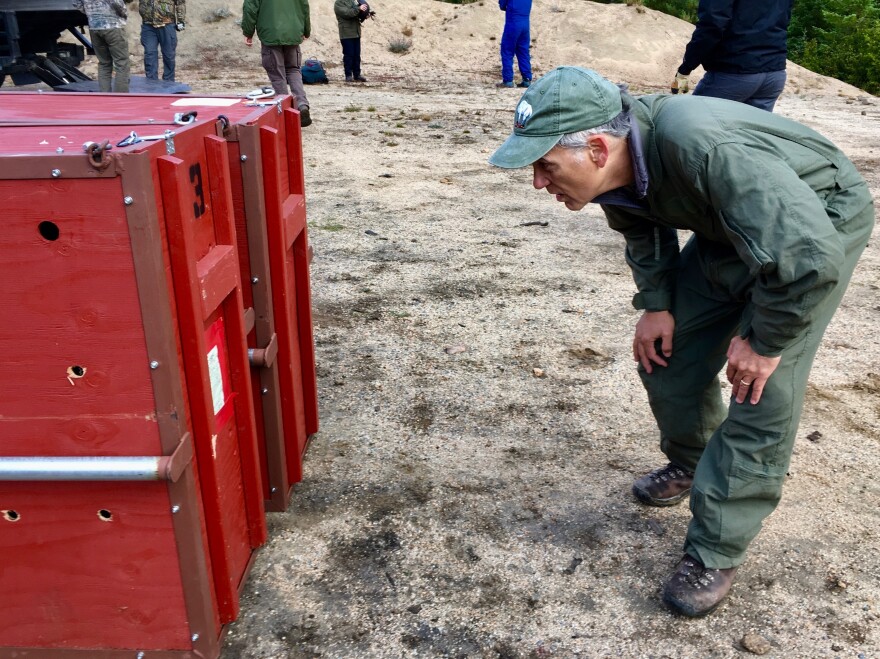 Professor David Wallin of Western Washington University has been studying mountain goats in the North Cascades for years. He's looking at a crate containing a goat ready for transport via helicopter.