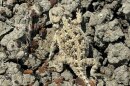 The greater short-horned lizard