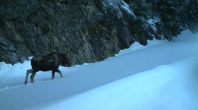 A moose walks in snow next to a rocky cliff face.