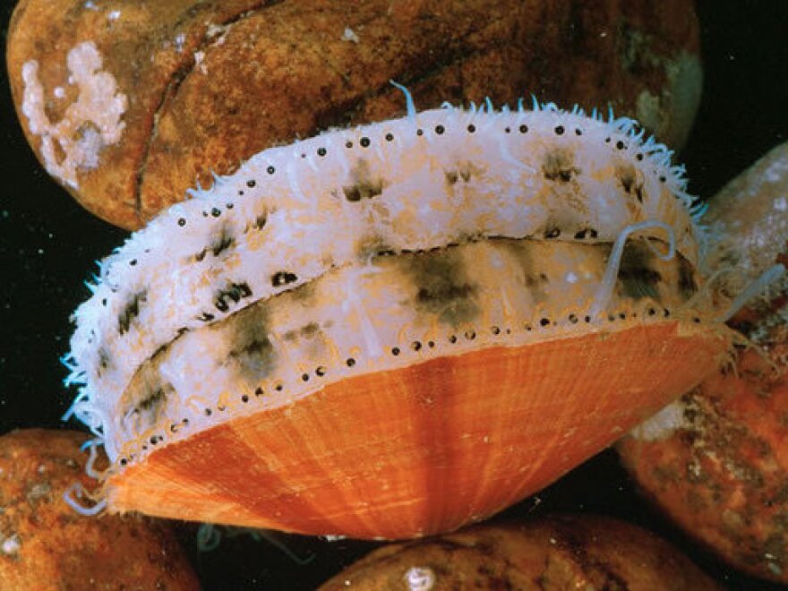 Sea scallops squeeze water out of their shells to propel them away from starfish or other predators. That's why they must be farmed in cages; otherwise, they'd swim away.