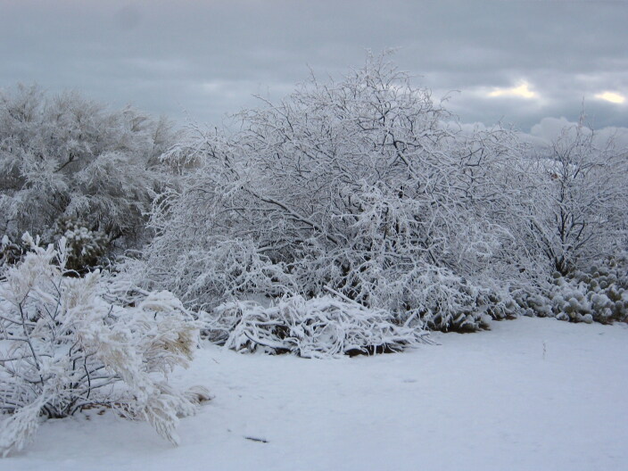 A snowy landscape.