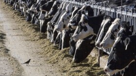FILE - Dairy cattle feed at a farm on March 31, 2017, near Vado, N.M. Another Michigan dairy worker has been diagnosed with bird flu, the third human case associated with an outbreak in U.S. dairy cows, health officials said Thursday, May 30, 2024. (AP Photo/Rodrigo Abd, File)