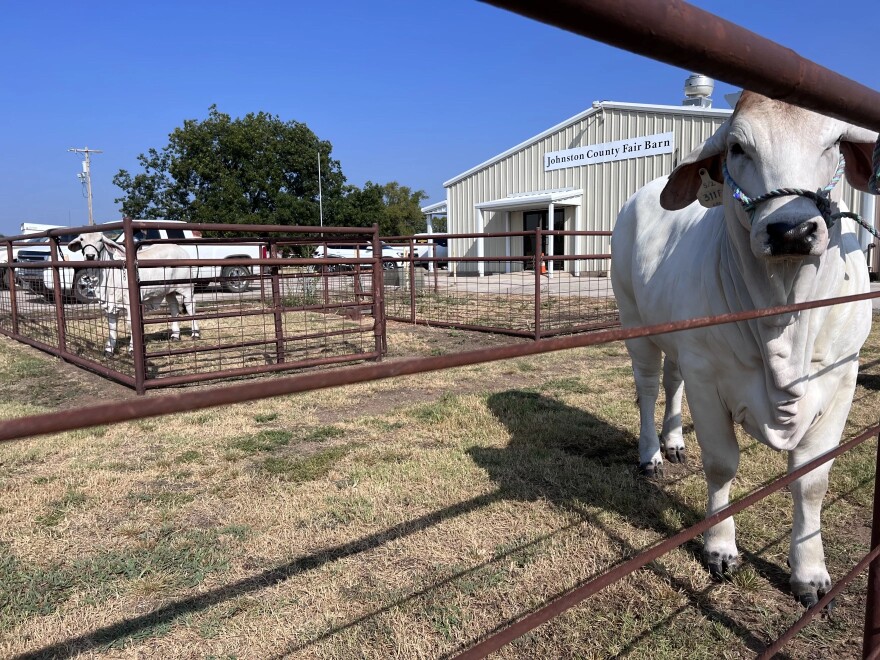 Cows outside of the Johnston County Fair Barn.