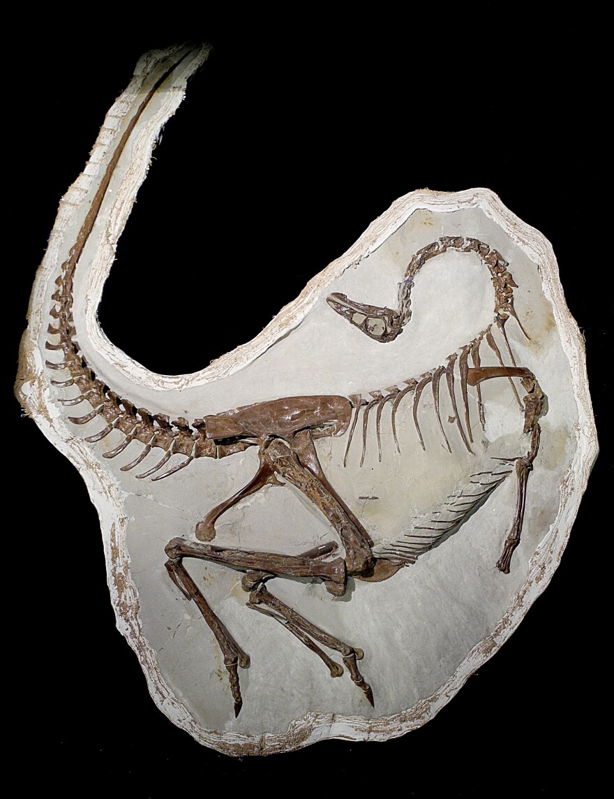 This skeleton of an <em>ornithomimid</em> dinosaur preserves evidence of fossil feathers. Researchers think the feathers were used as a sexual display.