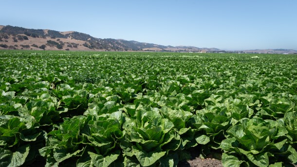 a large field of lettuce on a sunny day with brown hills in the distance