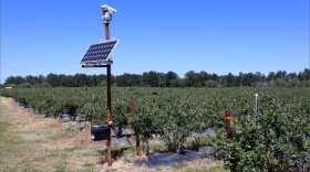 This laser unit is one of six that repel thieving birds from the blueberry fields of Meduri Farms near Jefferson, Oregon.