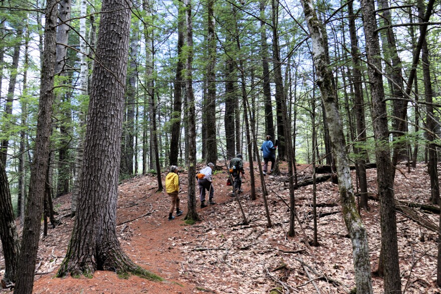 Sheldrick Forest in Wilton, like many Granite State forests, has seen many changes in the centuries since the founding of the United States.