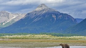 Brown bear in Katmai National Park, Alaska