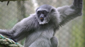 Researchers started noticing distinct yellow patches on these mostly black-furred monkeys, so they analyzed their fur.