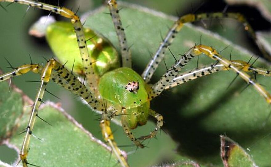 Green Lynx spider