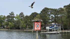 An osprey flies from its nest along the Lynnhaven River in Virginia Beach on April 7, 2026.