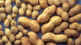 Exposing people with nut allergies to small doses of peanuts can help fight the allergy itself. (Wikimedia Commons)