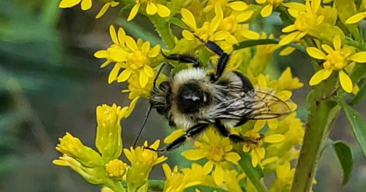 Bee Rzss Bees’ Zzzs | Interlochen Public Radio