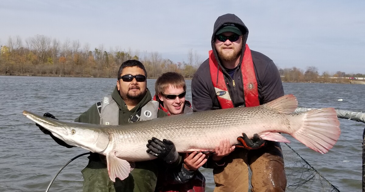 Missouri Scientists Fight To Save A Fish With Teeth Like An Alligator St Louis Public Radio