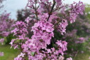 A blooming lilac branch sits in the foreground as the background shows a long row of lilac bushes, all in various shades of pink and purple.