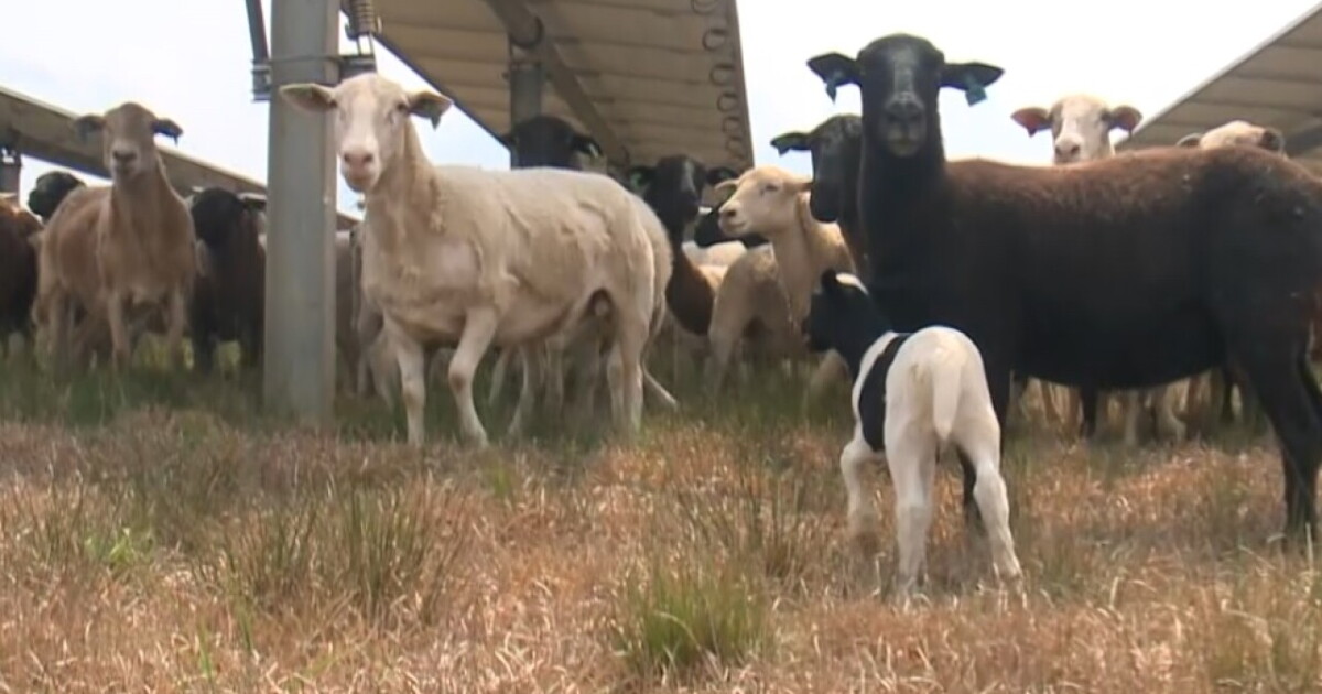 How dozens of sheep keep Virginia solar farms 'lambscaped' with solar ...