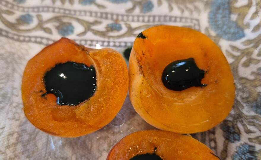 Spirulina making the apricots healthier