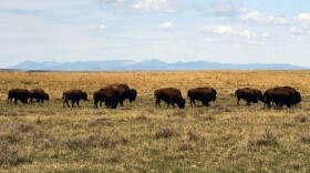 A herd of bison move through land controlled by the American Prairie Reserve south of Malta, Mont. (Matt Brown/AP)