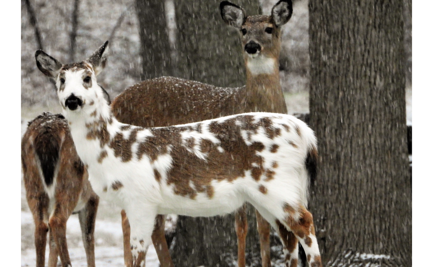Piebald White tailed Deer South Carolina Public Radio Piebald white tailed deer south carolina public radio