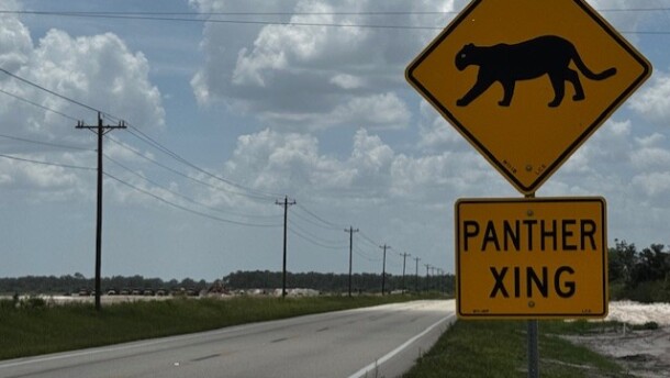 Panther crossing signage along Corkscrew Road in eastern Lee County near the Kingston development.