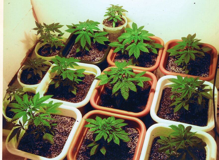 Marijuana plants 