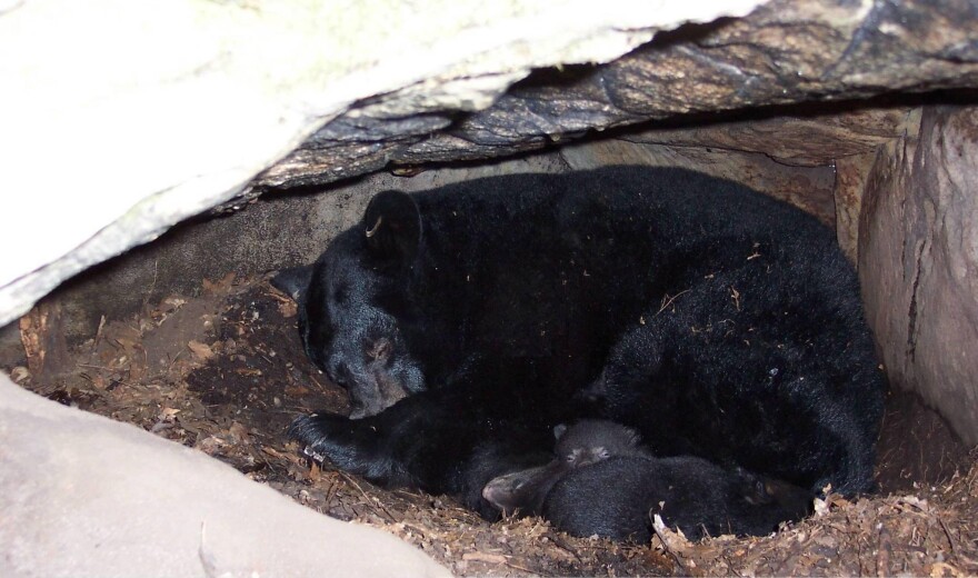 A mother bear and her cubs in their cozy winter den