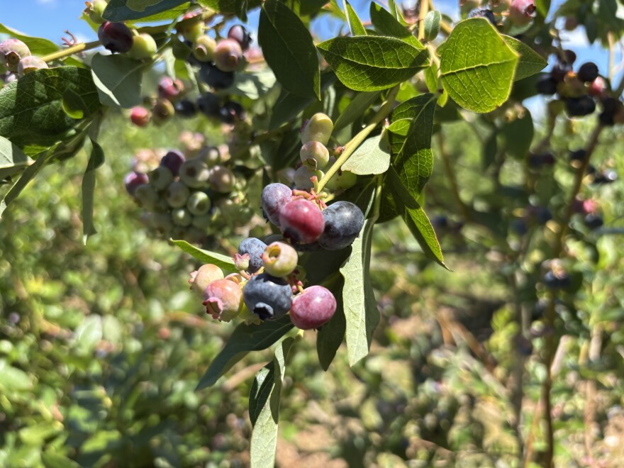 Ripening blueberries at Sunnycrest Farm in Londonderry.