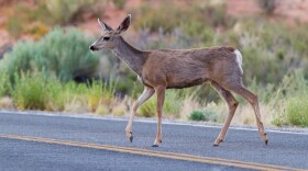 A whitetail deer crosses a road